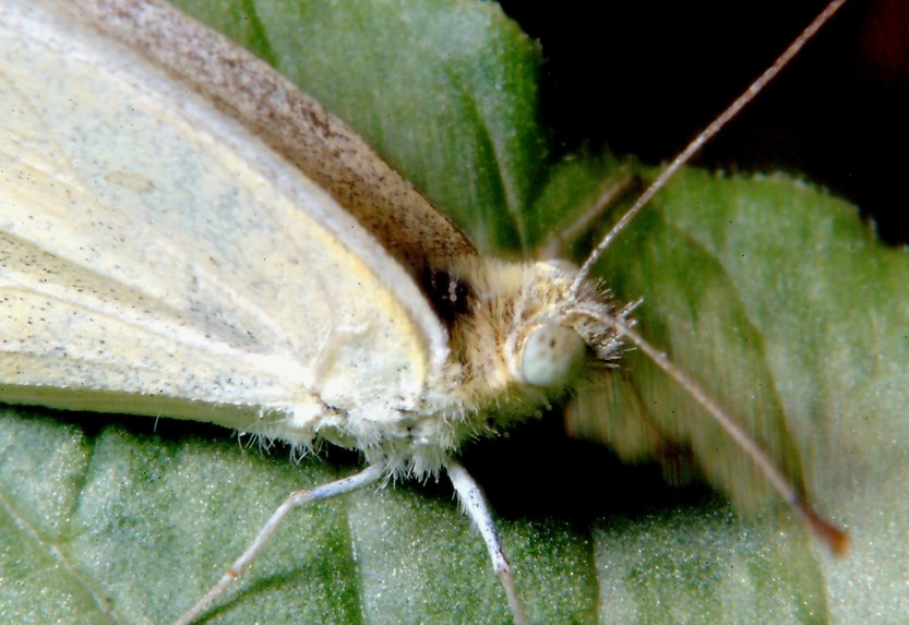 Farfalla e altri insetti